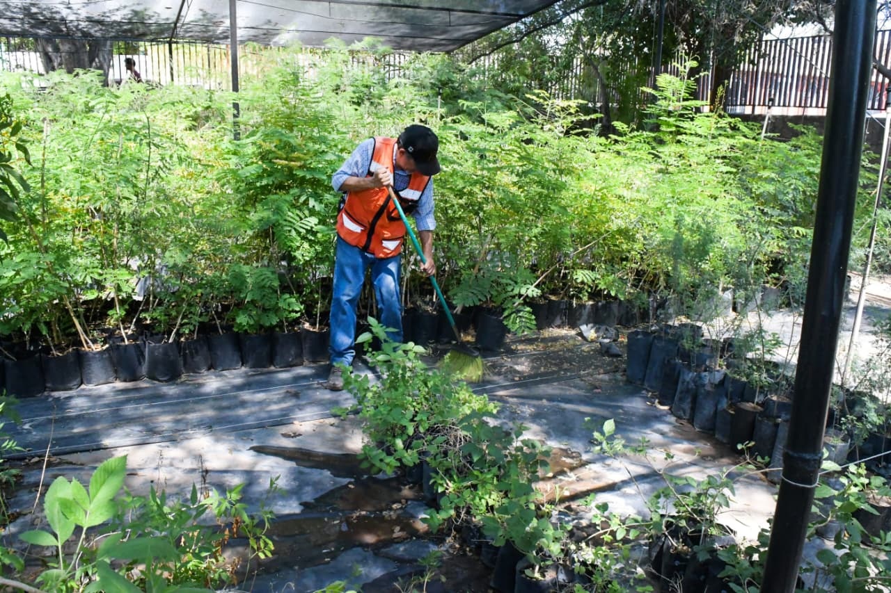 Durante verano se fortalecerá producción de árboles nativos