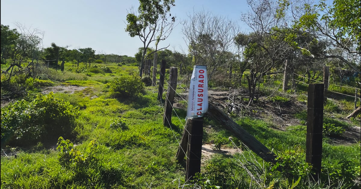Profepa clausura 17 polígonos: vendían lotes y destruían manglar en la reserva de Ría Celestún
