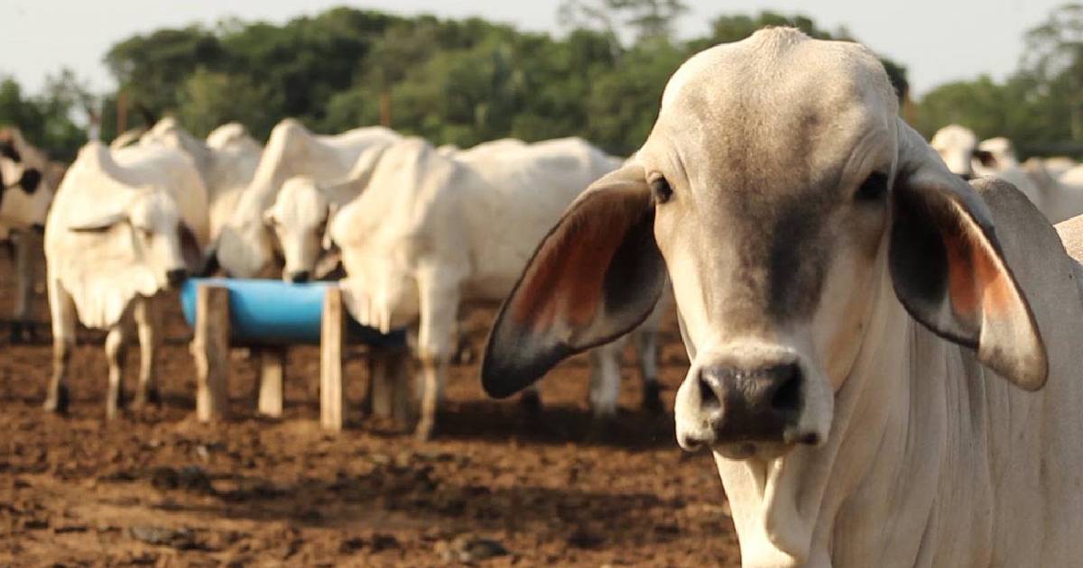 Precios en subastas ganadera de Sonora incrementan hasta 35% ante la reapertura de exportación a EU