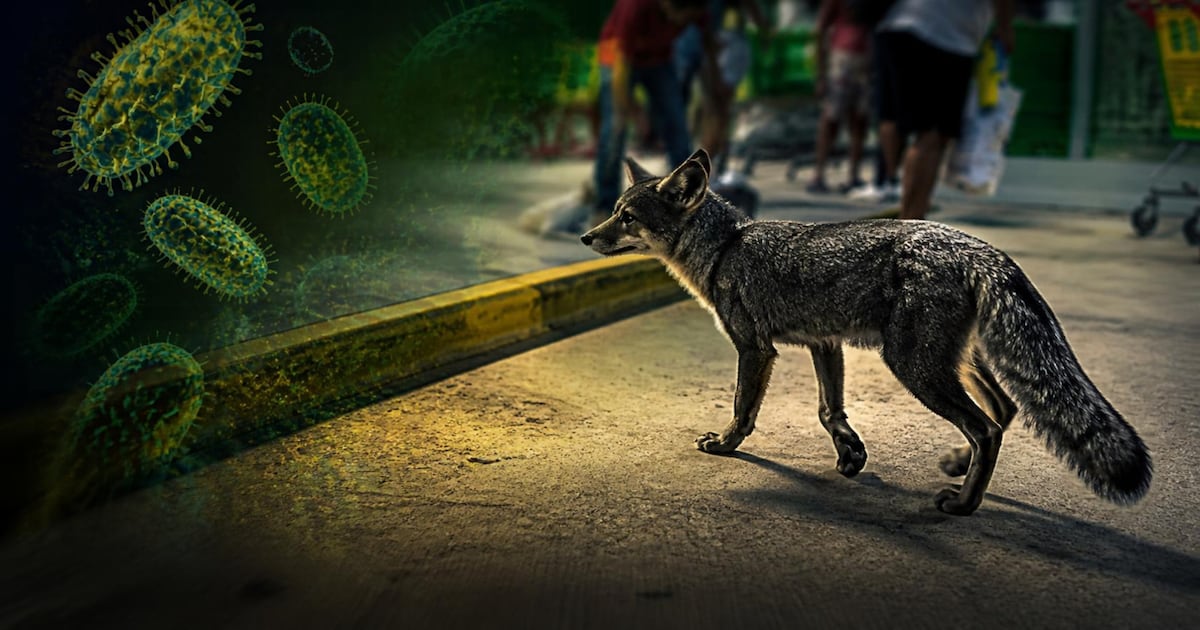 Caso de zorra gris con rabia en Cancún expone el riesgo en México