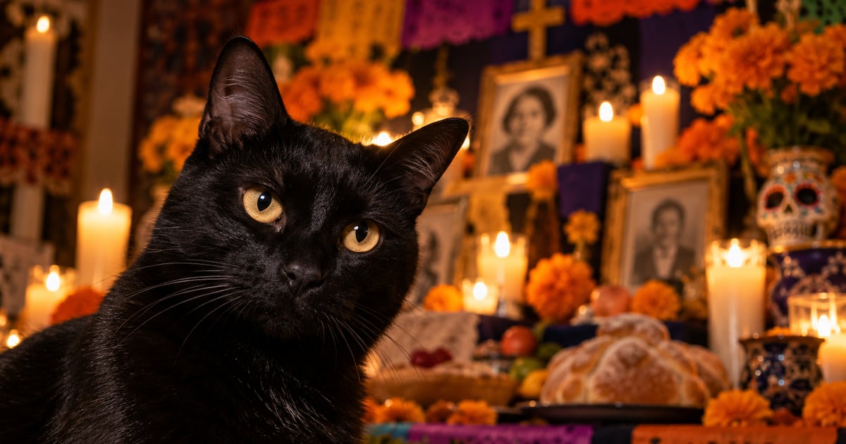 Alertan por casos de maltrato animal en prácticas esotéricas durante Día de Muertos