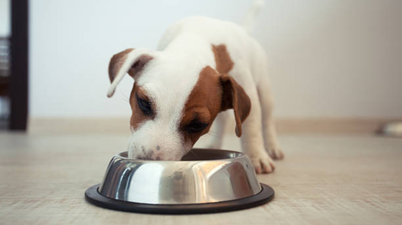 UNAM alerta por el biofilm en platos de mascotas: así puede afectar a perros, gatos y humanos