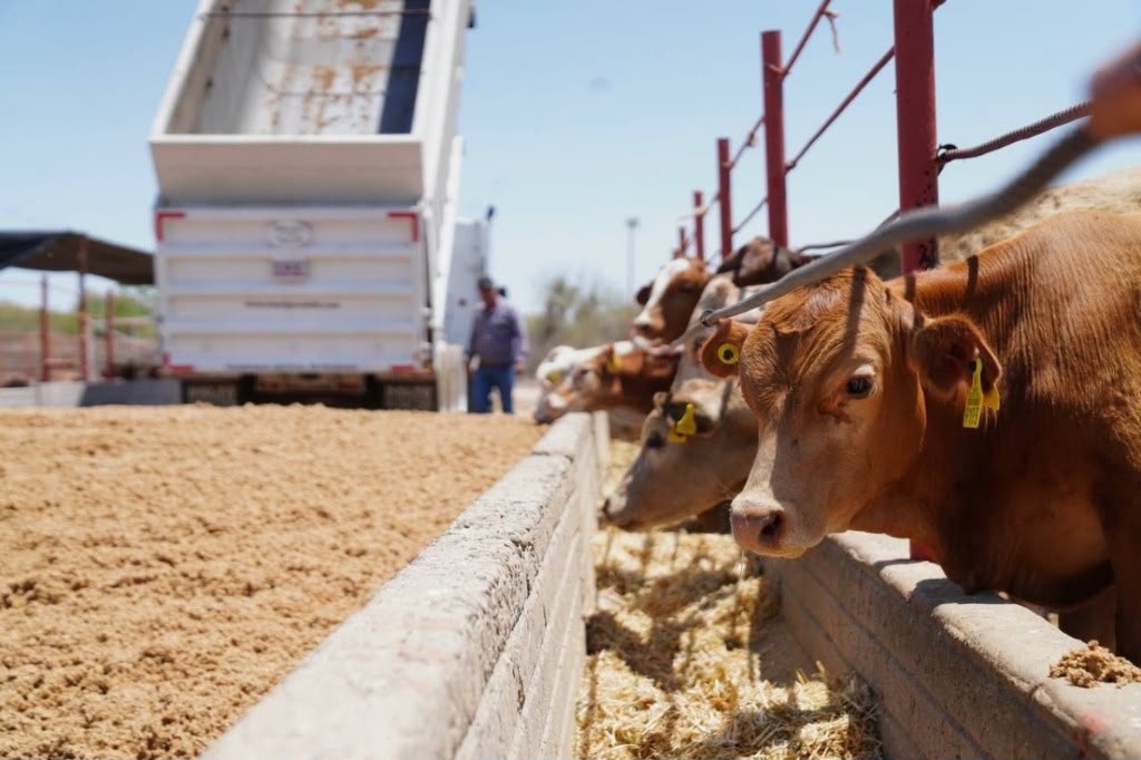 Aumentará Sonora a mil 500 cabezas diarias de exportación de ganado hacia EU | Radio Sonora