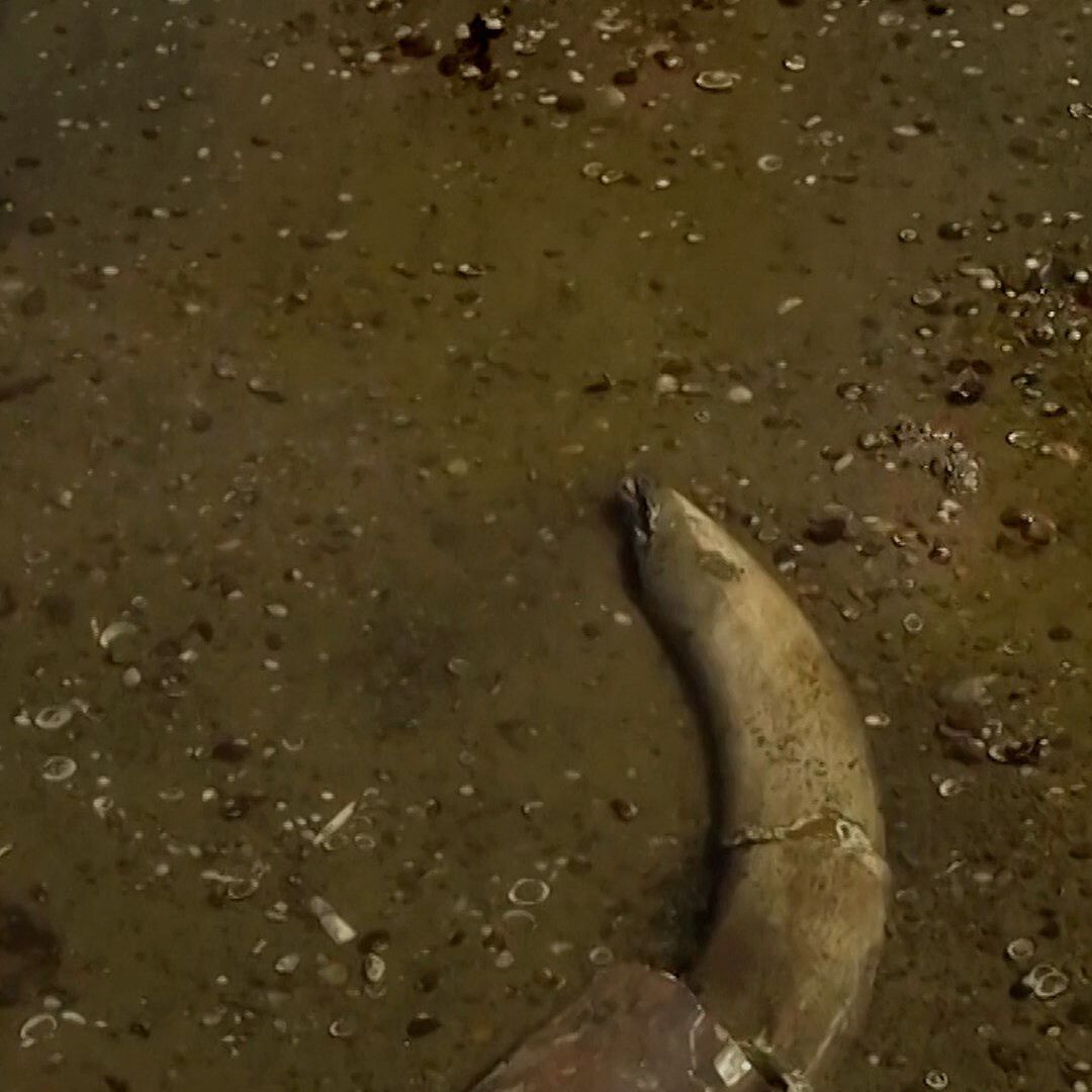Descubren Restos de Mamut en el Río Danubio