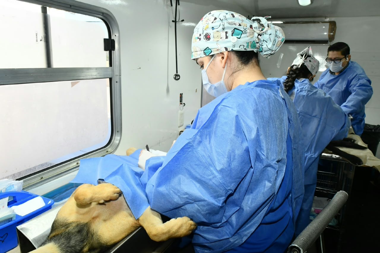 Anuncia Gobierno de Hermosillo calendario de esterilizaciones del 26 al 31 de octubre